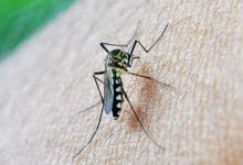 Teknologi Nyamuk Ber-Wolbachia, Solusi Potensial dalam Mengurangi Demam Berdarah Dengue di Indonesia 24 Wolbachia