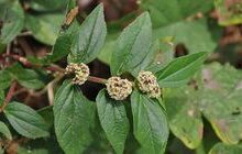 Patikan Kebo: Rahasia Manfaat Alami yang Tersembunyi 44