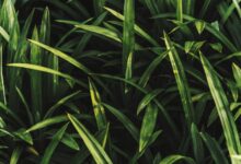 12 Manfaat Daun Pandan untuk Kesehatan, Rahasia Herbal yang Harus Diketahui 19 daun pandan