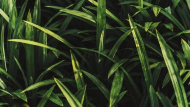 lahan pertanian sleman