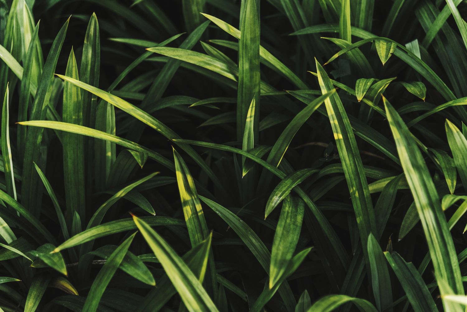 lahan pertanian sleman