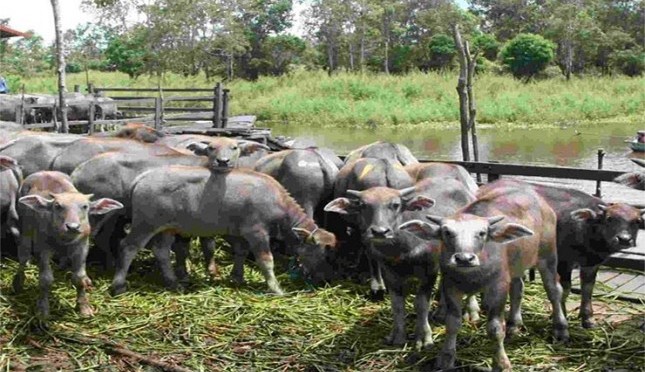 Penurunan Populasi Kerbau di Kabupaten Banjar: Penyebabnya 1
