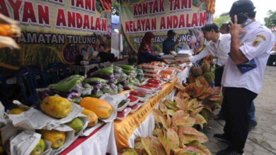 Jogja Agro Park Jadi Pusat Pertanian Yogyakarta 12