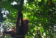 orangutan