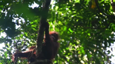 Tiga Orangutan Rehabilitasi Dilepasliarkan di Hutan Lindung Kutim 3 orangutan