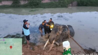 Tiga Dekade Mengabdi, Gajah Jinak Indra di Taman Nasional Way Kambas Meninggal 24 lari pagi bersama