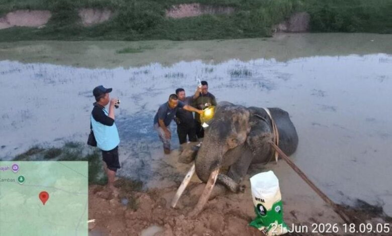 Gajah Jinak Indra