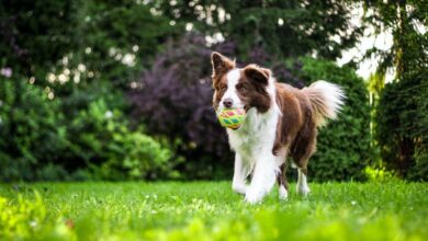 4 Tips Mengatasi Kebiasaan Anjing Merusak Benda Di Rumah 8 Kebiasaan Anjing